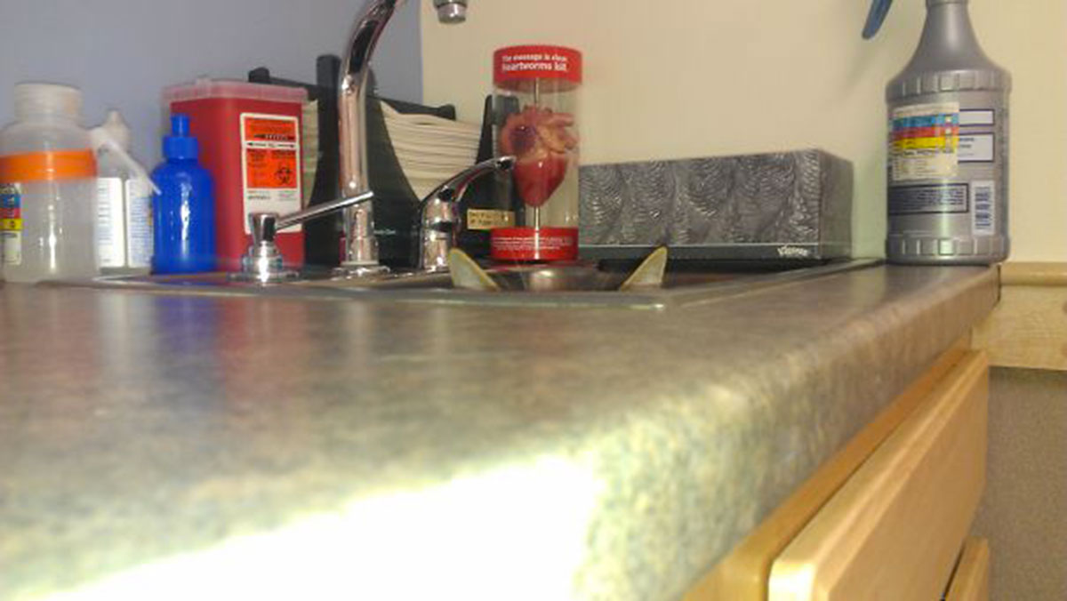 ninja-cat-hiding-funny-26__605