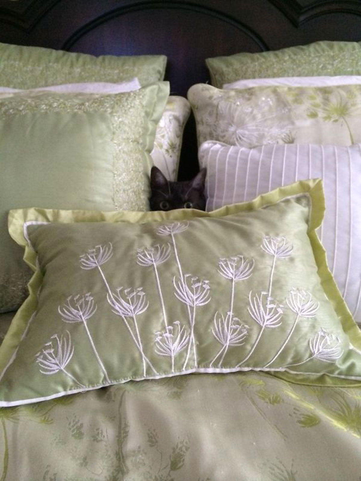 ninja-cat-hiding-funny-28__605