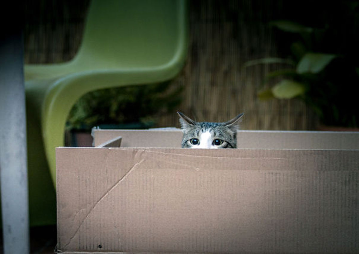 ninja-cat-hiding-funny-38__605