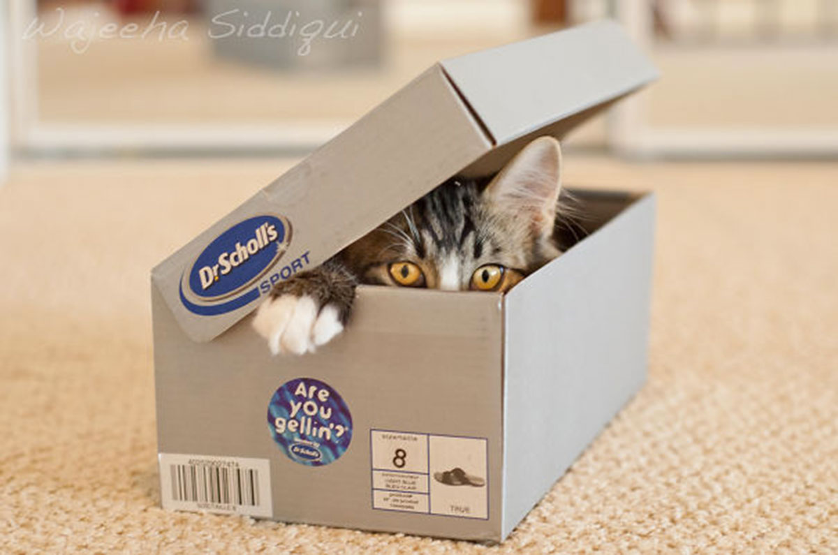 ninja-cat-hiding-funny-41__605