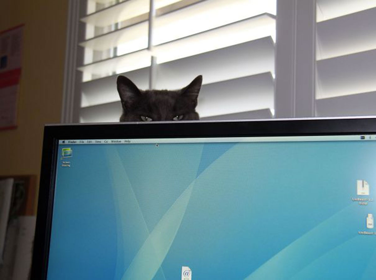 ninja-cat-hiding-funny-42__605