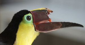 toucan-bec-casse
