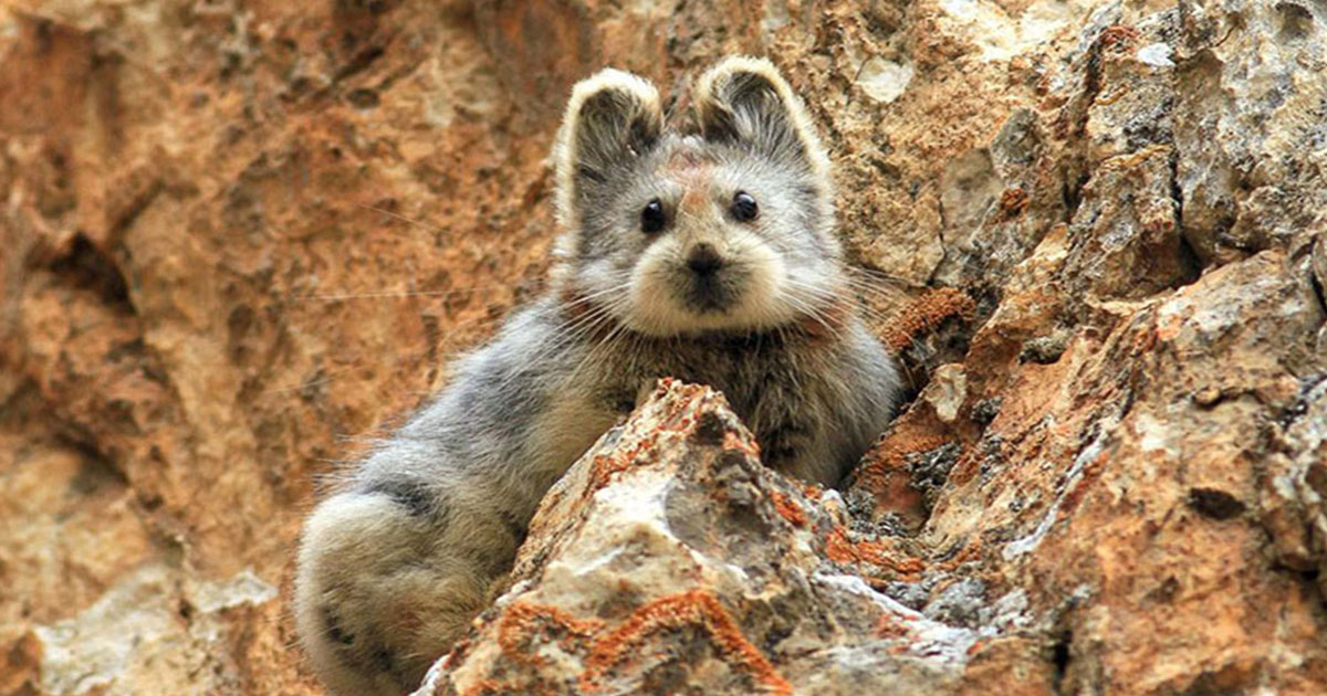Ili-Pika-1