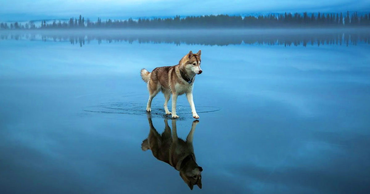 Image-Une-Husky