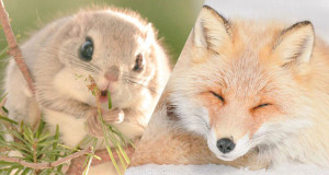 Une-mignons-hokkaido2