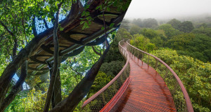 Une-sentier-canopée-4