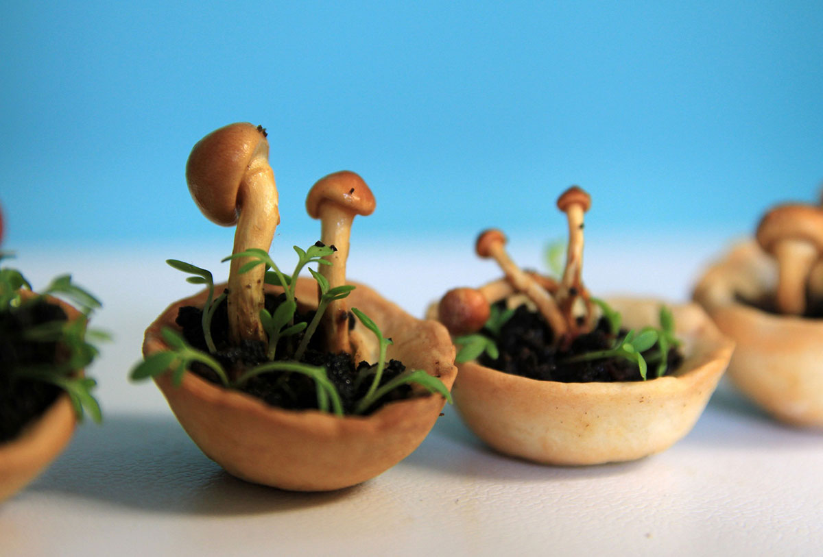 champignon-concept-nourriture-bio-3D
