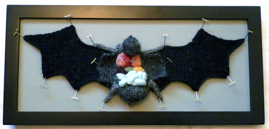 dissection-chauve-souris-laine