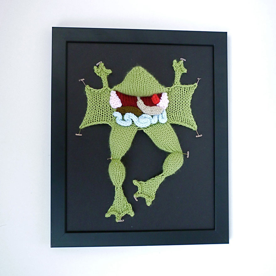 dissection-grenouille-epingles