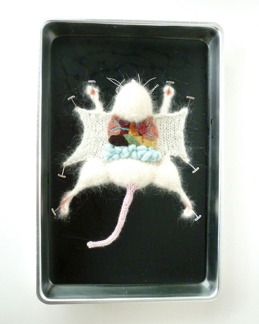 dissection-souris-laine