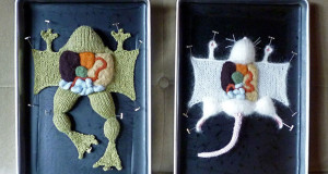 une-animaux-dissection