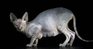 une-chats-sphynx-2