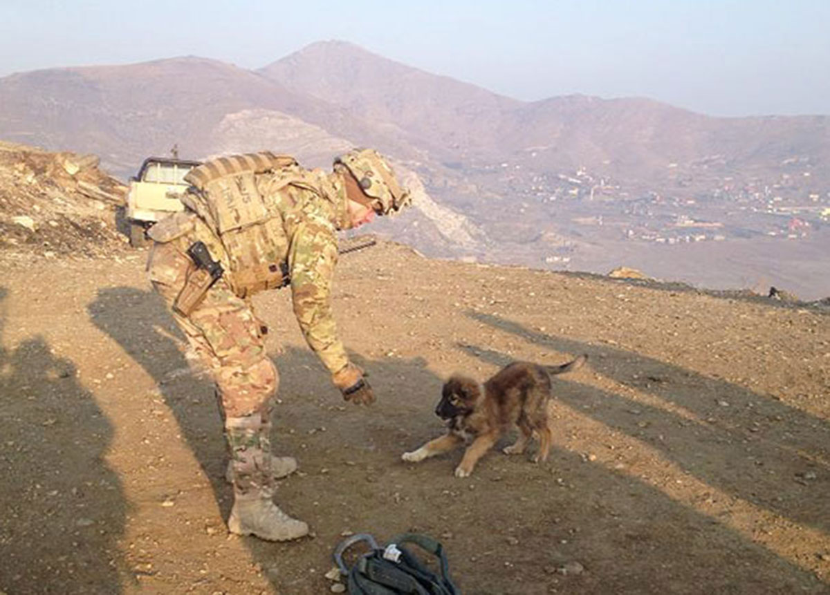 Afghanistan-chiot-soldat