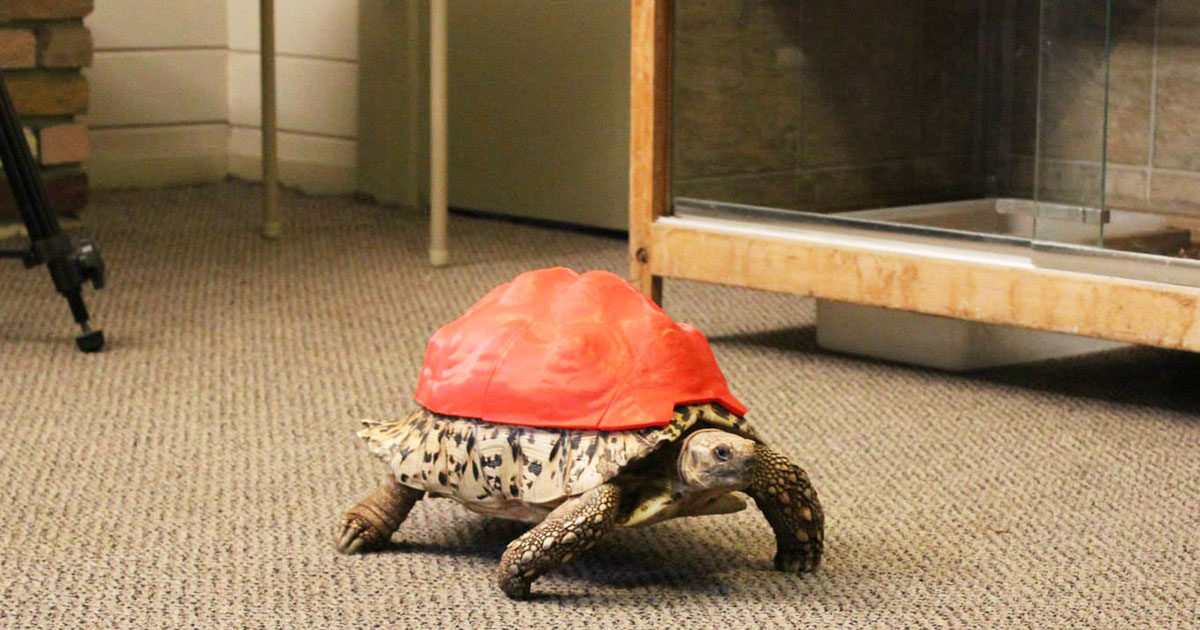 Image-Une-Tortue-carapace