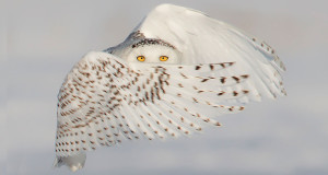 Image-Une-chouette-750x394