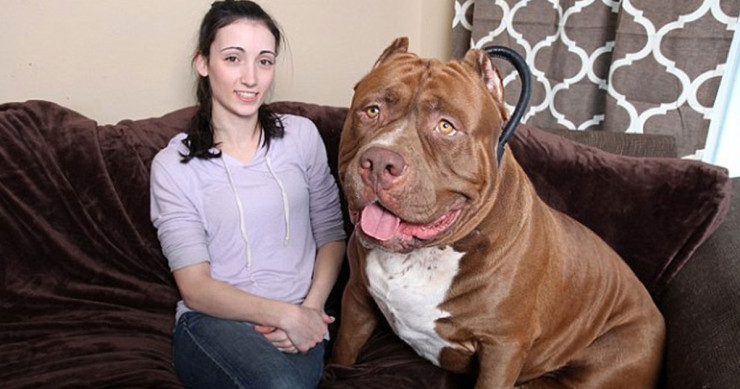 Une-Hulk-Pitbull