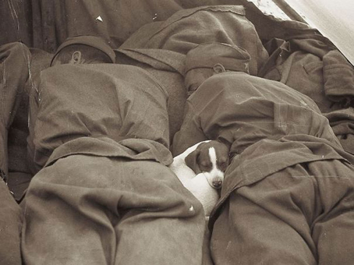 chien-dort-avec-soldats