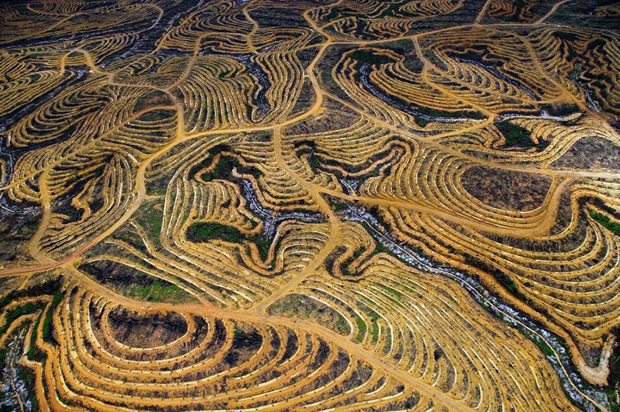 foret-palmier-plantation