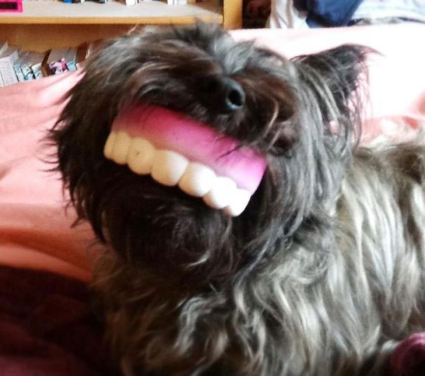 jouet-chien-bouche-dentier