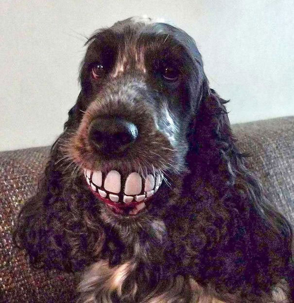 jouet-chien-bouche-dents