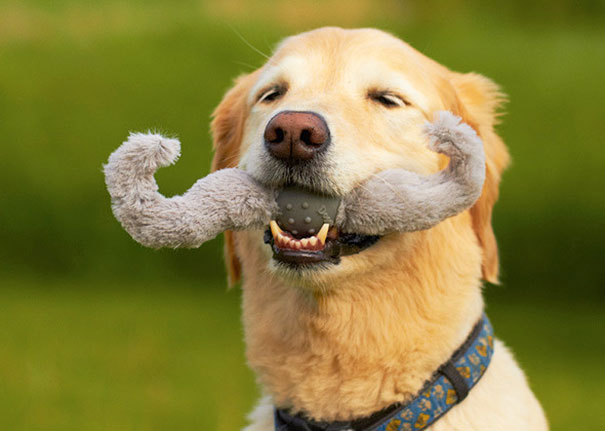 jouet-chien-moustache