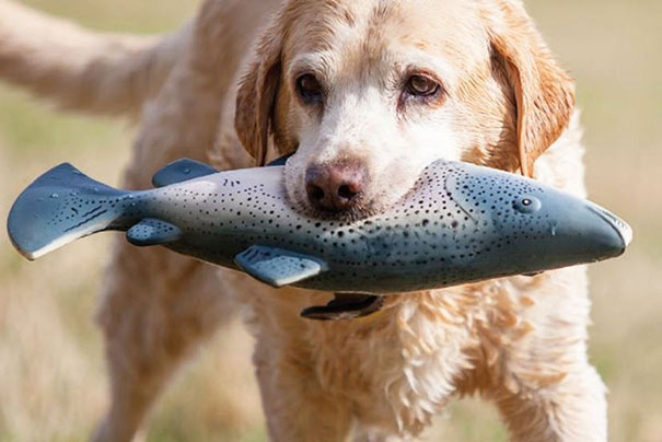 jouet-chien-poisson