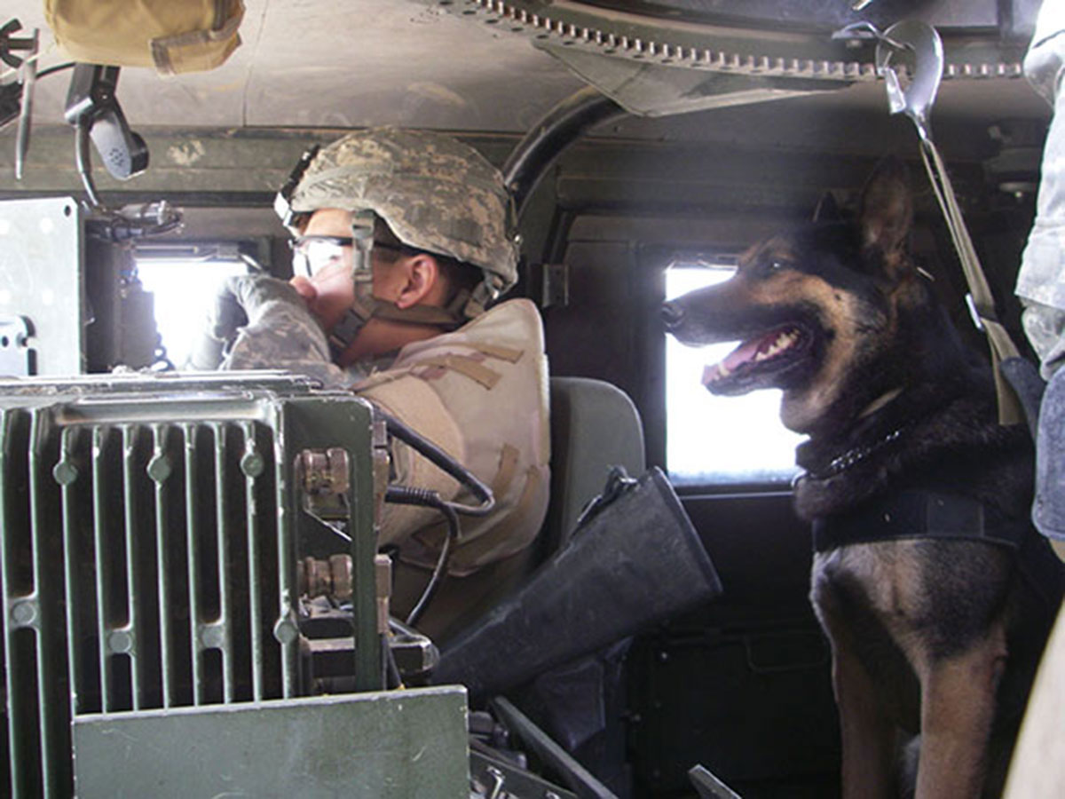 military-working-dog