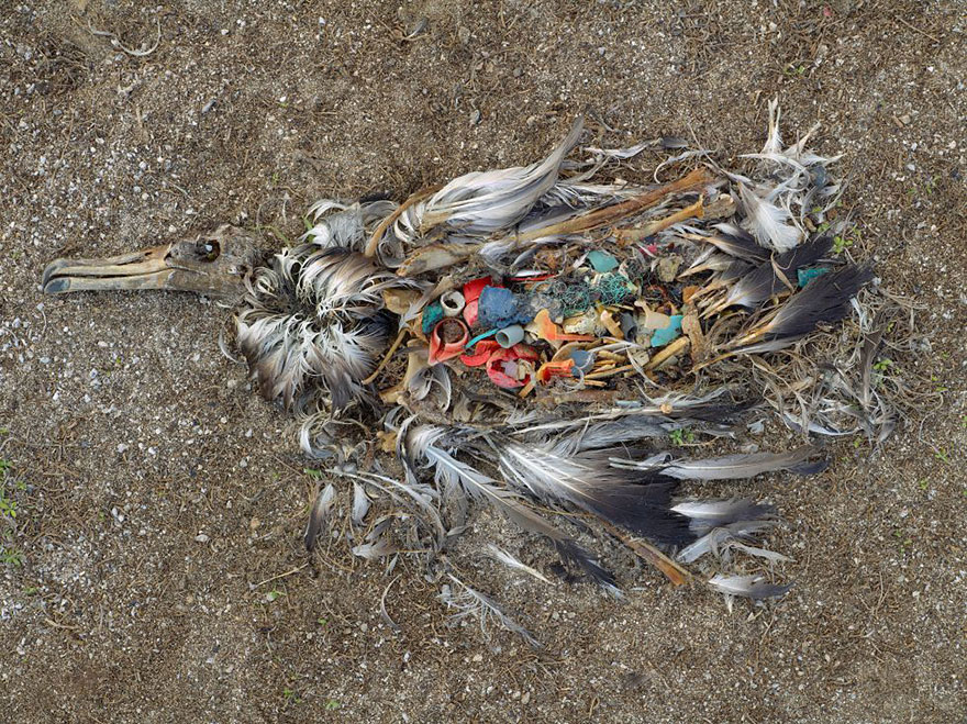 mouette-mort-plastique