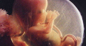 une-foetus-bebe-ventre