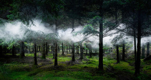 une-forêts-britanniques