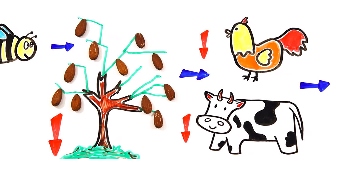 video-abeilles-dessin-animaux