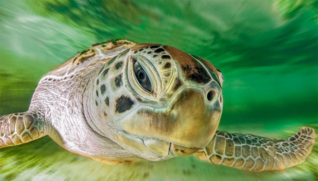 13-photo-tortue-eau