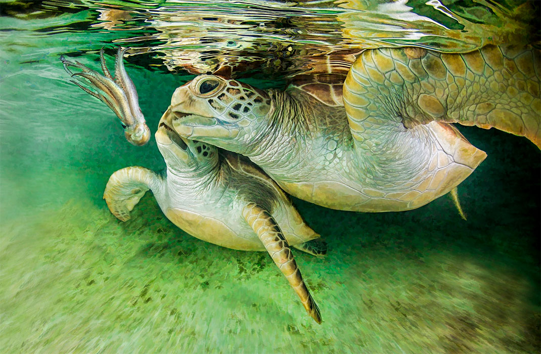 14-photo-tortue-eau