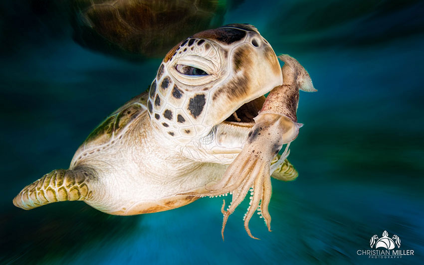 2-photo-tortue-eau