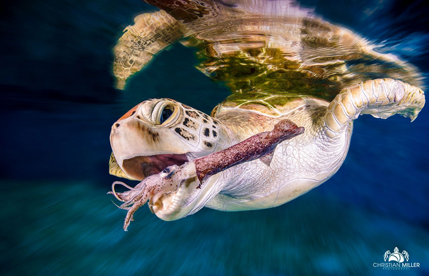 3-photo-tortue-eau
