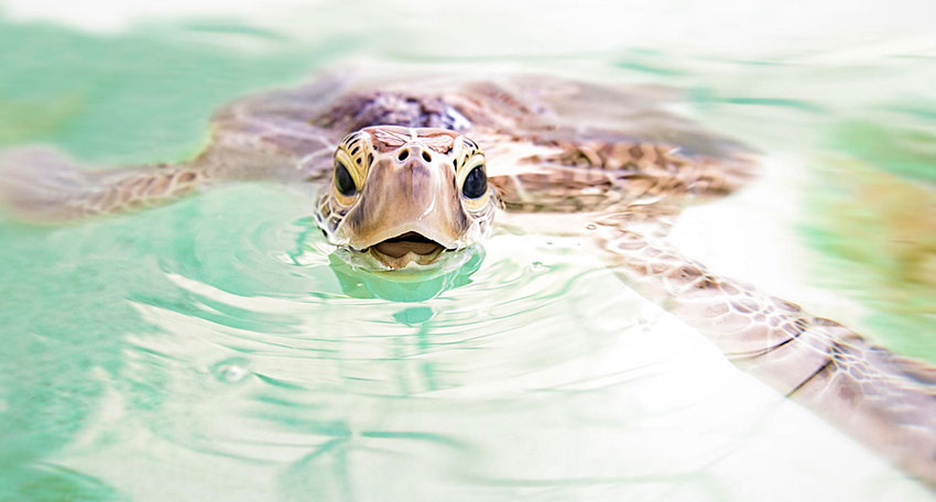 5-photo-tortue-eau