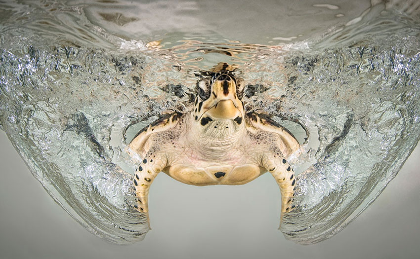 6-photo-tortue-eau