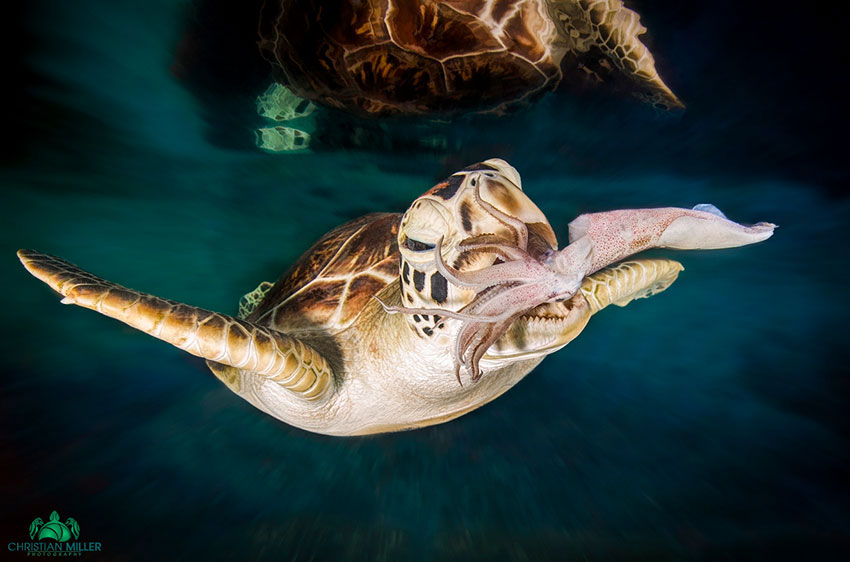 8-photo-tortue-eau