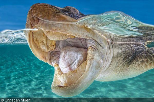 9-photo-tortue-eau