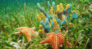 Une-animaux-sans-cerveaux