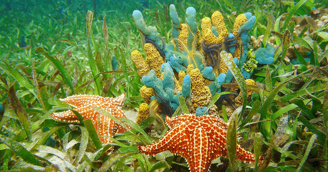 Une-animaux-sans-cerveaux