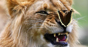 Une-lion-papillon