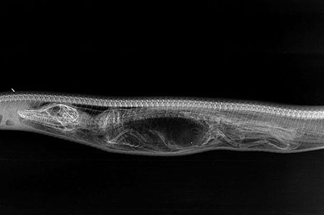 digestion-python-alligator-jour-2