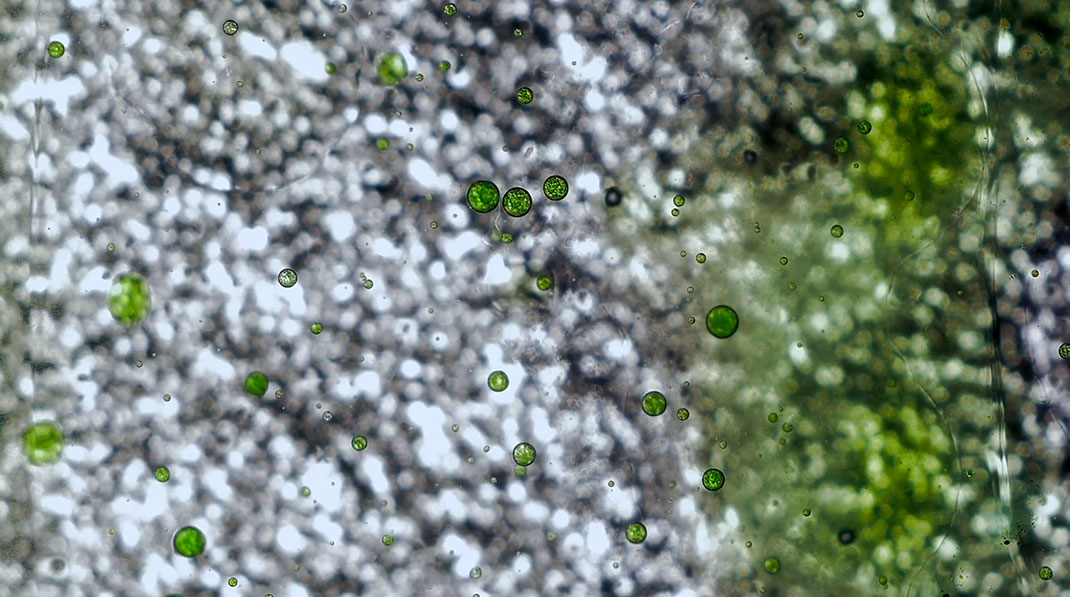 macro-cinema-film-10