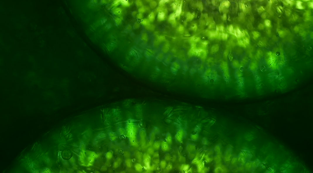 macro-cinema-film-11