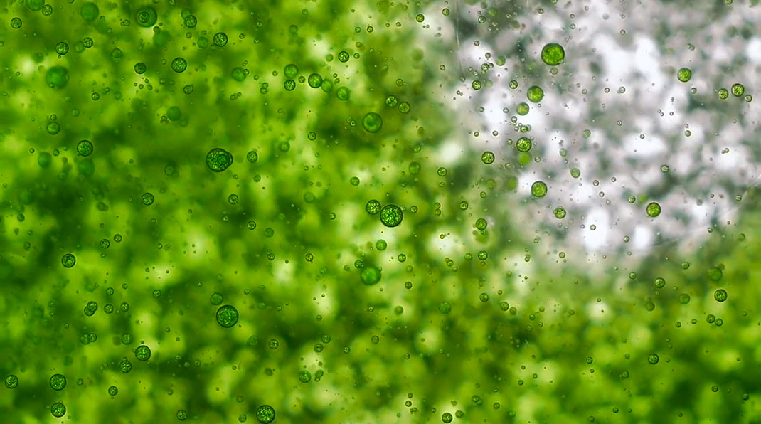 macro-cinema-film-12