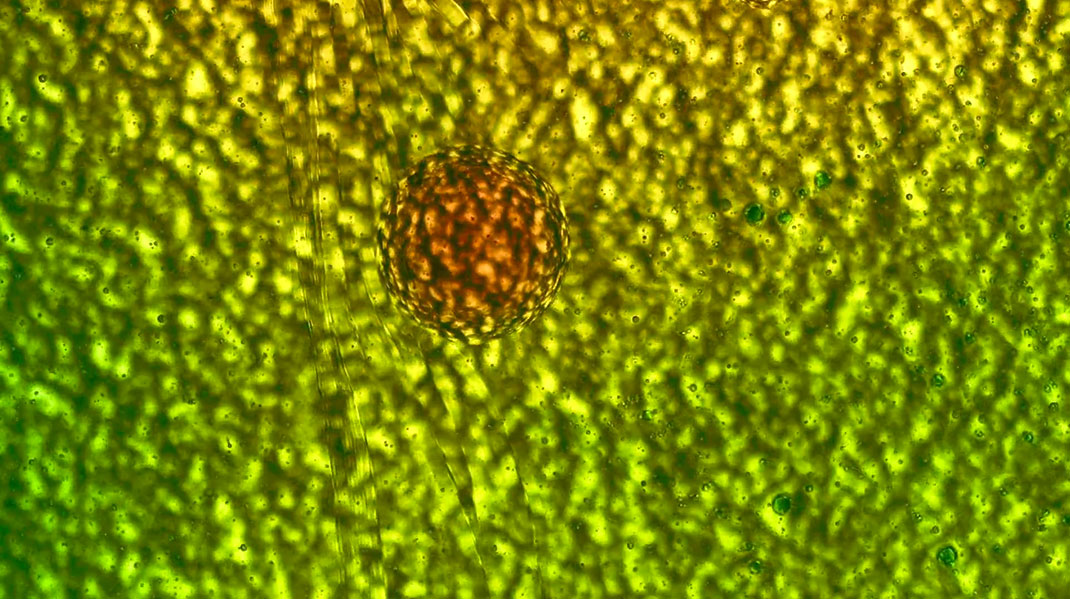 macro-cinema-film-19