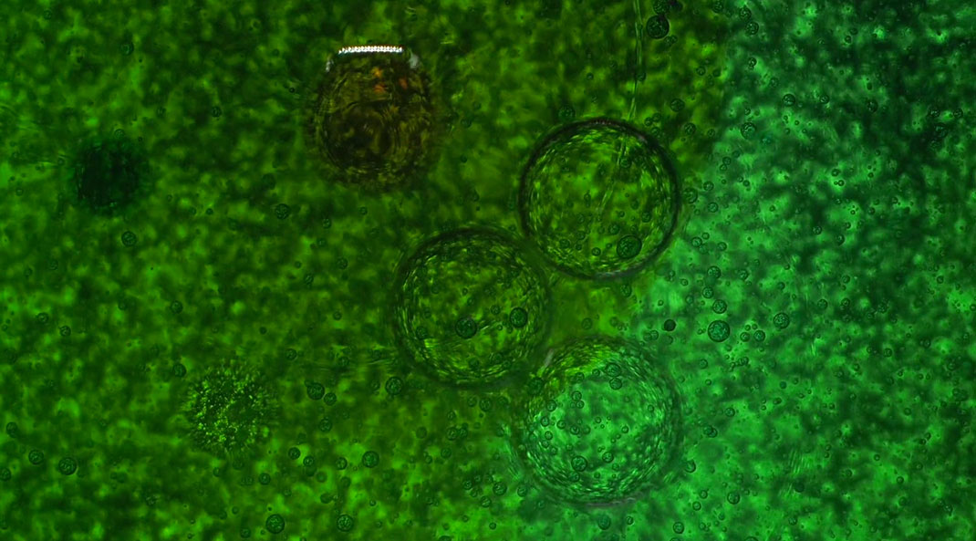 macro-cinema-film-21