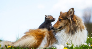 renard-bebe-adoption-chien