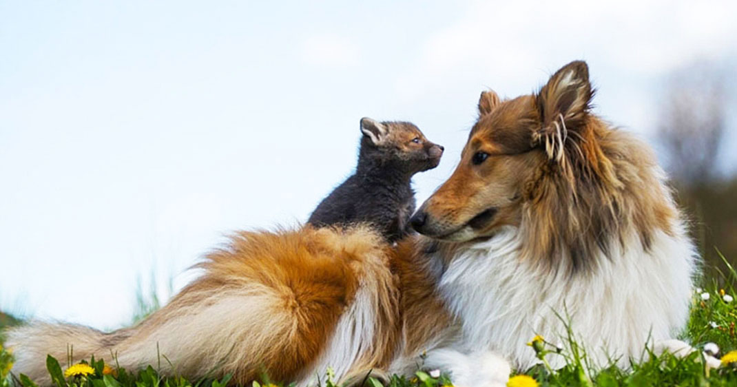 renard-bebe-adoption-chien